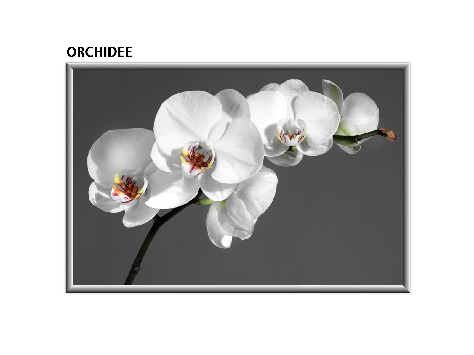 Glasbildheizung mit Orchideen-Motiv