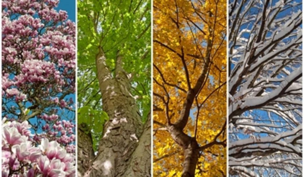 Vier Jahreszeiten Baum